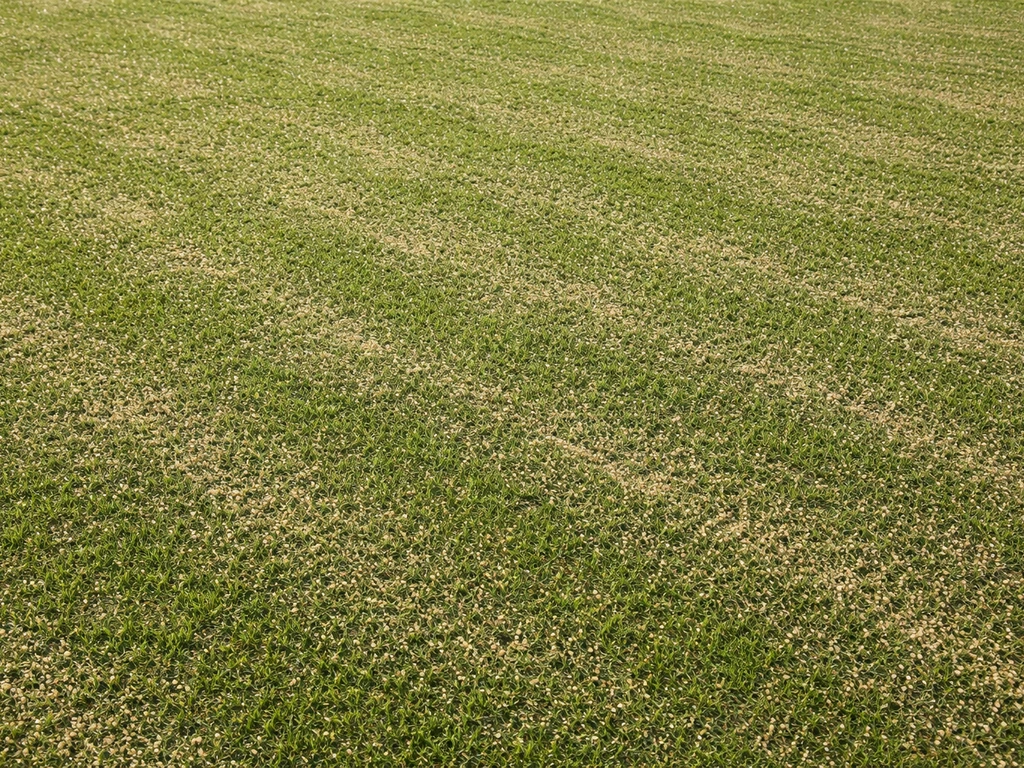 Hoeveel zand op gazon per m²? Richtlijnen voor topdressing en herstel