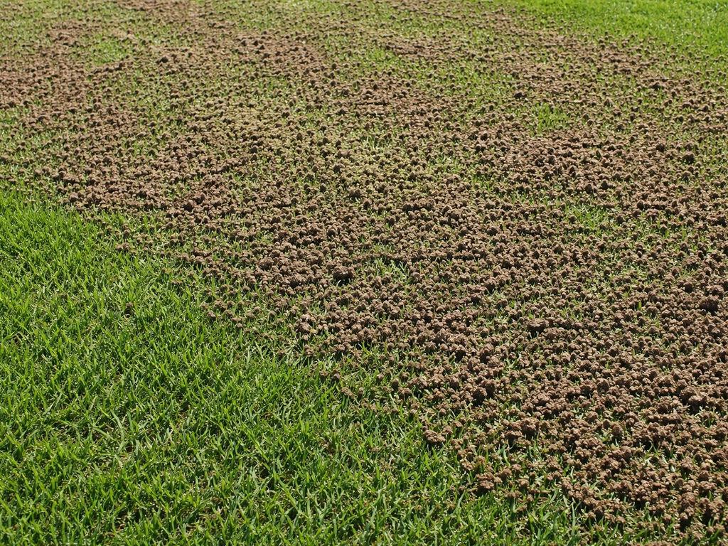 Bovenaanzicht van een gazon met een gelijkmatig uitgespreide, fijne laag compost als topdressing