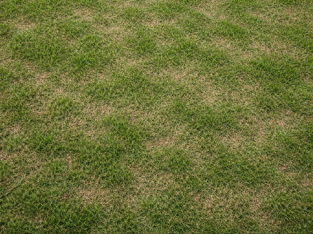 Bovenaanzicht van een gazon met een dunne, egaal verdeelde laag gezeefde compost/topdressing.